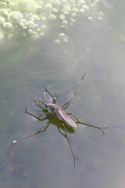 waterwalker