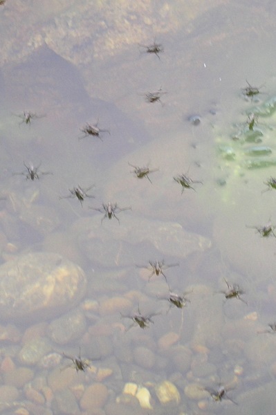 waterwalkers